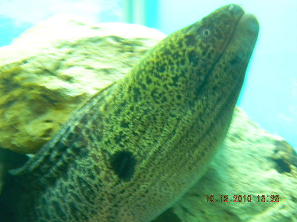 Джеймс Бонд