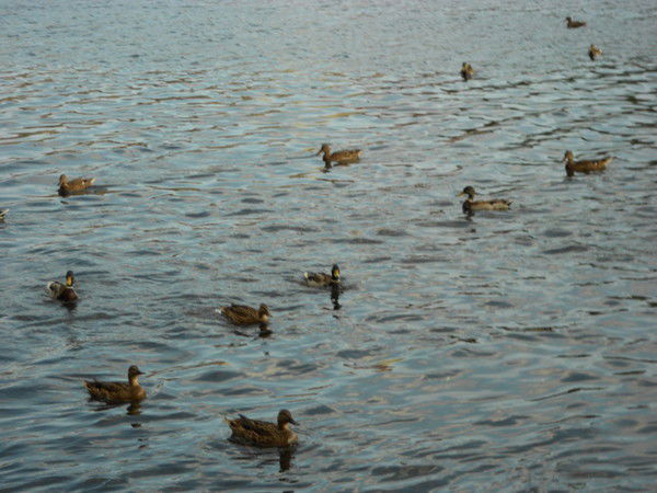 Екатерина ***