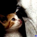 Андрей Россов