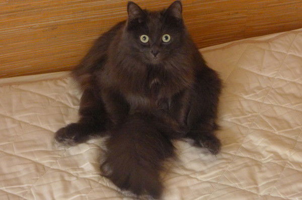 Василий Клименко