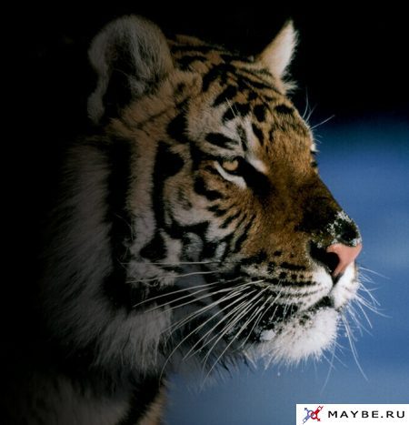 Дмитрий Турышев