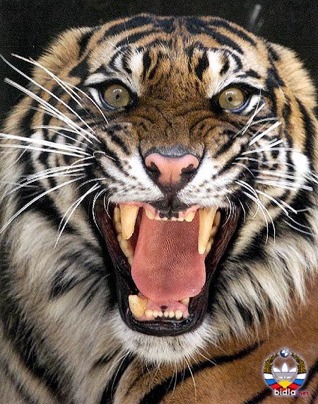 Ольга Скавыш