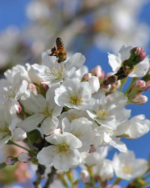 Саида Ооржак