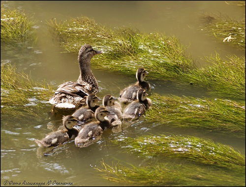 Таня Смолинская