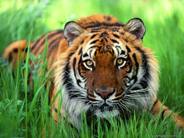 Оленька Зимина