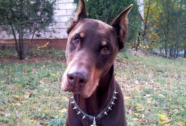 Дмитрий Мельников