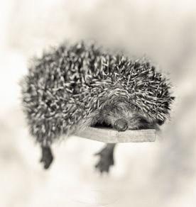 Юля Ковригина