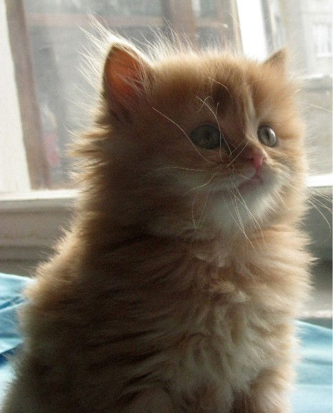 Татьяна Ясынышин