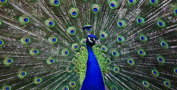 Замира Джарылкасынова