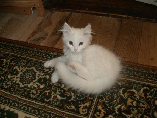 Анна Ткаленко