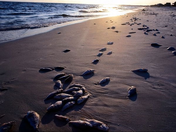 Надежда Генералова