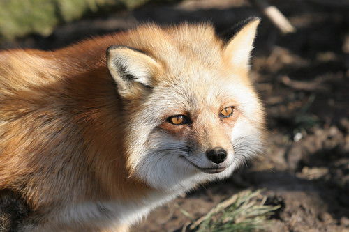 Людмила Красилевская