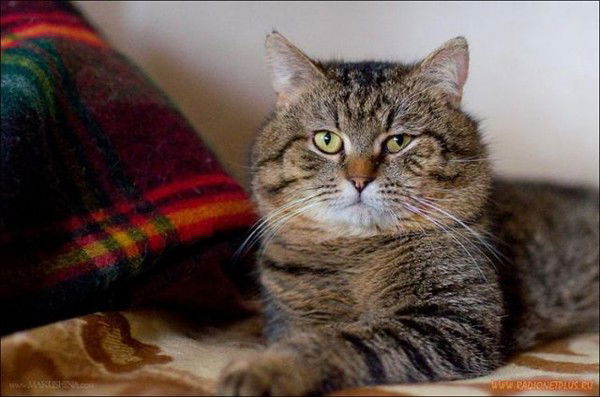 Чеширский Кот