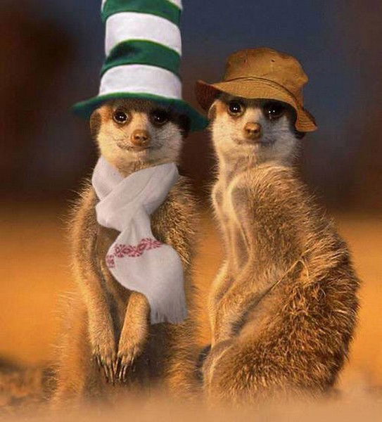 Светлана Лёкина