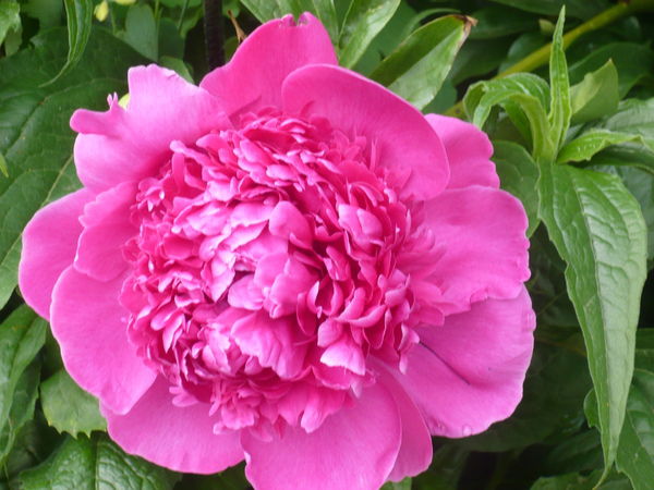 Ирина Макарова