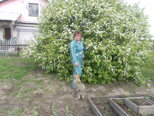 Венера Мозер