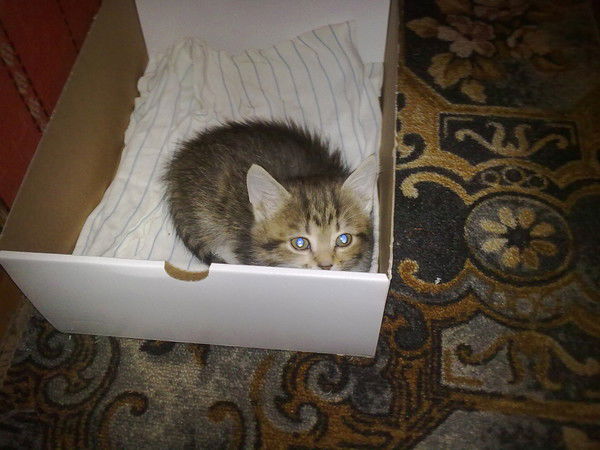 Человек Человек