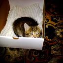 Человек Человек