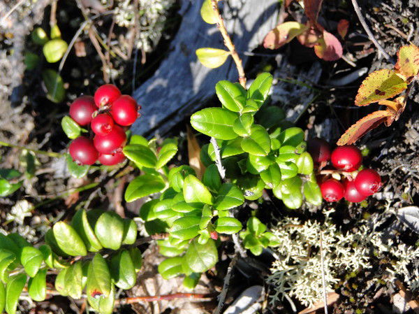 Альфия Сабирова