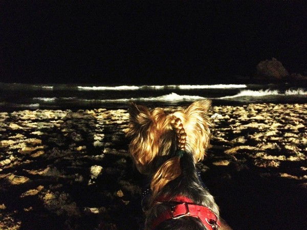 Елена Сокольская