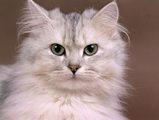 Шолпан Нурмухамбетова