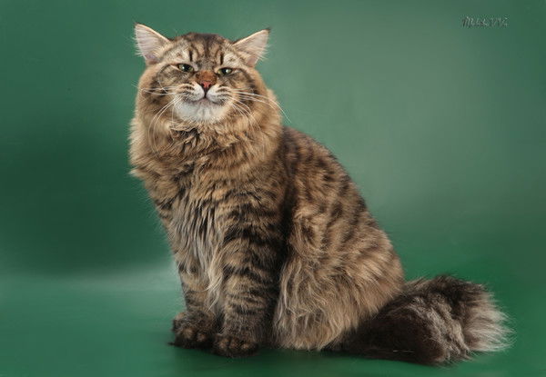 Александр Нитченко