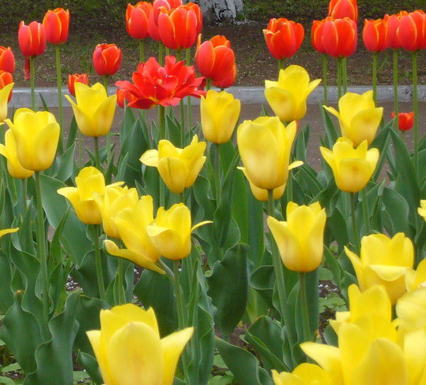 Эльвира Ибатуллина