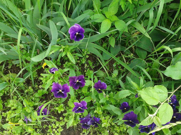 Любовь Привалихина