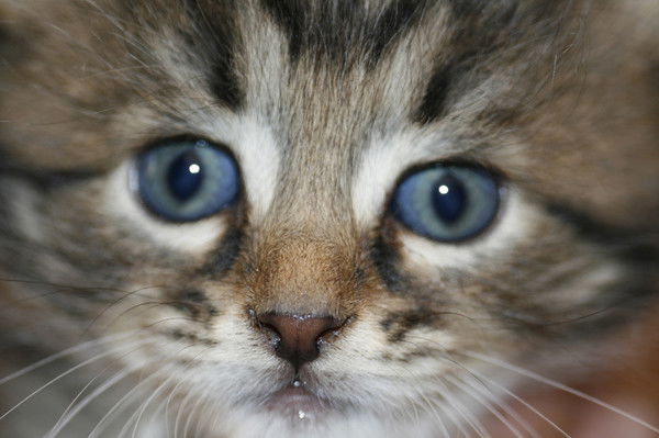 Наташа Николаева