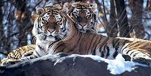 Майра Жакиянова