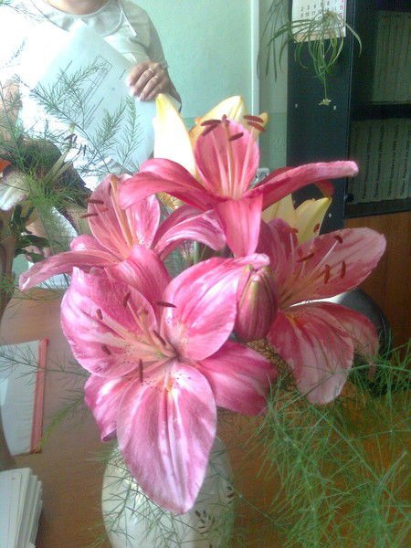 Елена Смолина