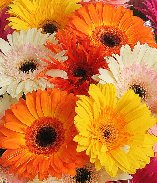 Татьяна Соколова