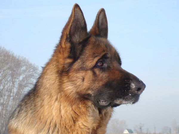 Светлана Кузьмич