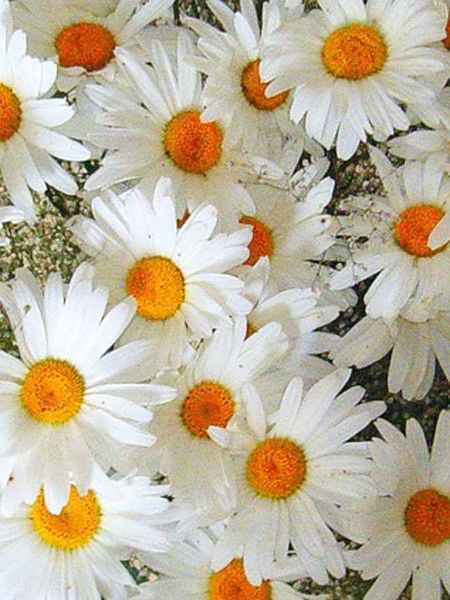 Мария Крылова