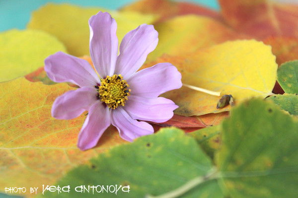 Вера Антонова