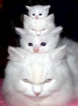 Ип Алимханов