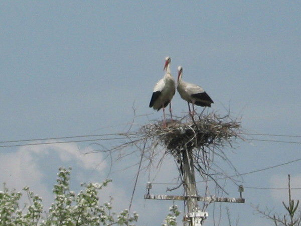 Виктория Беньковская