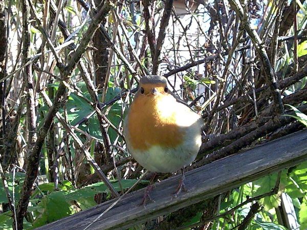 Всеволод Петров