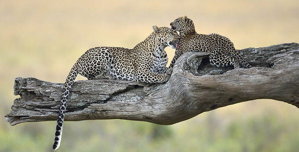 Хамза Сухой