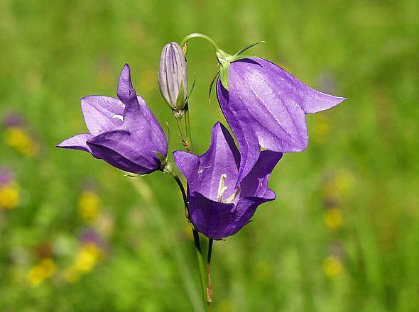 Груздева Валентина