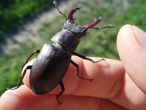 Юрий Горбань