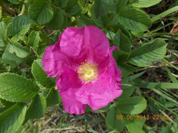 Татьяна Баталина