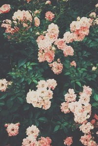 Алёна Долотова