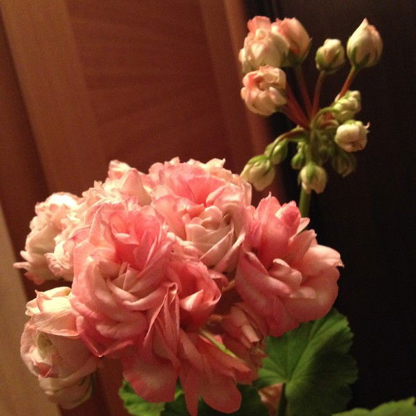 Елена Литвинова