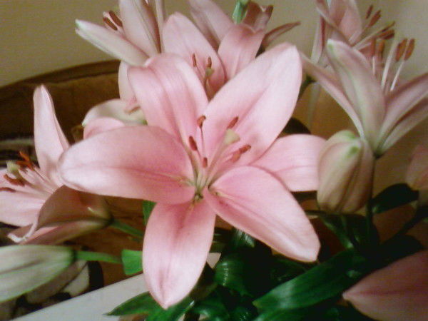 Ирина Петрова