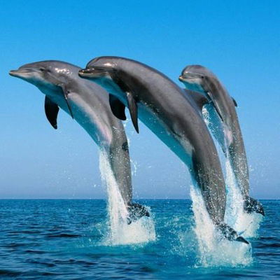 Аня Померанцева