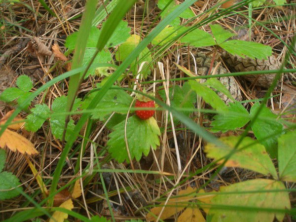 Оксана Киселева