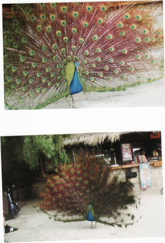 Валерия Тамурова