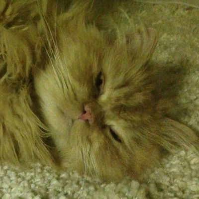 Дмитрий Стрелец