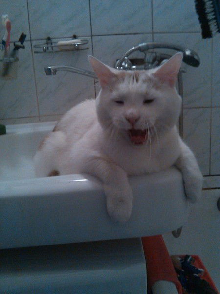 Рома Мракобес